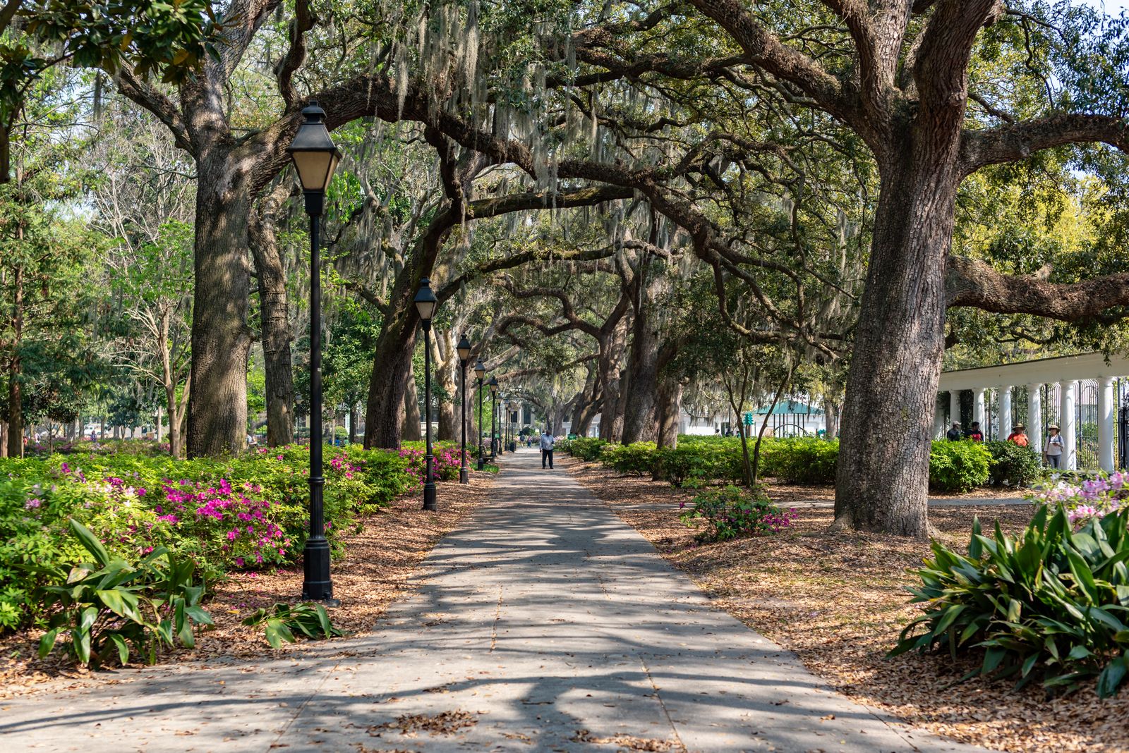 Charming tree-lined path in Forsyth Park, Savannah, Georgia, perfect for a tranquil walk.